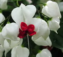 پیچ معین التجار